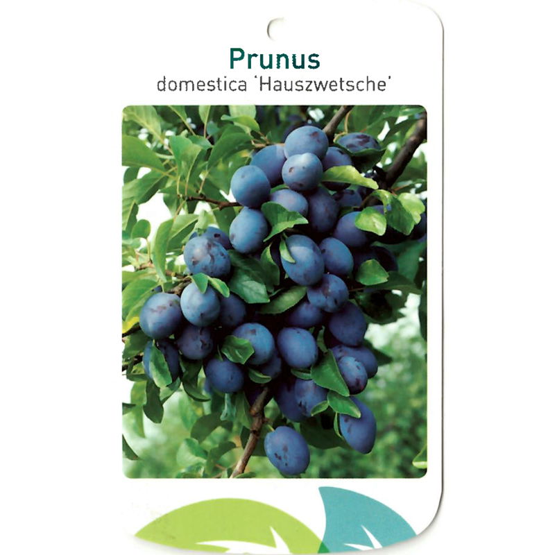 Oosterik home Prunus Domestica Hauszwetsche - 