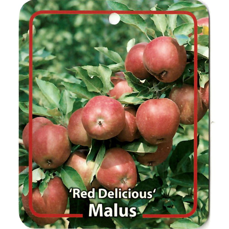 Oosterik home Malus Domestica Red Delicous - 