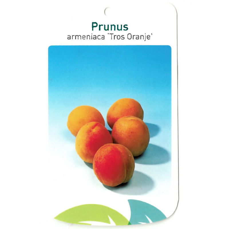 Oosterik home Prunus Armeniaca Tros Oranje - 