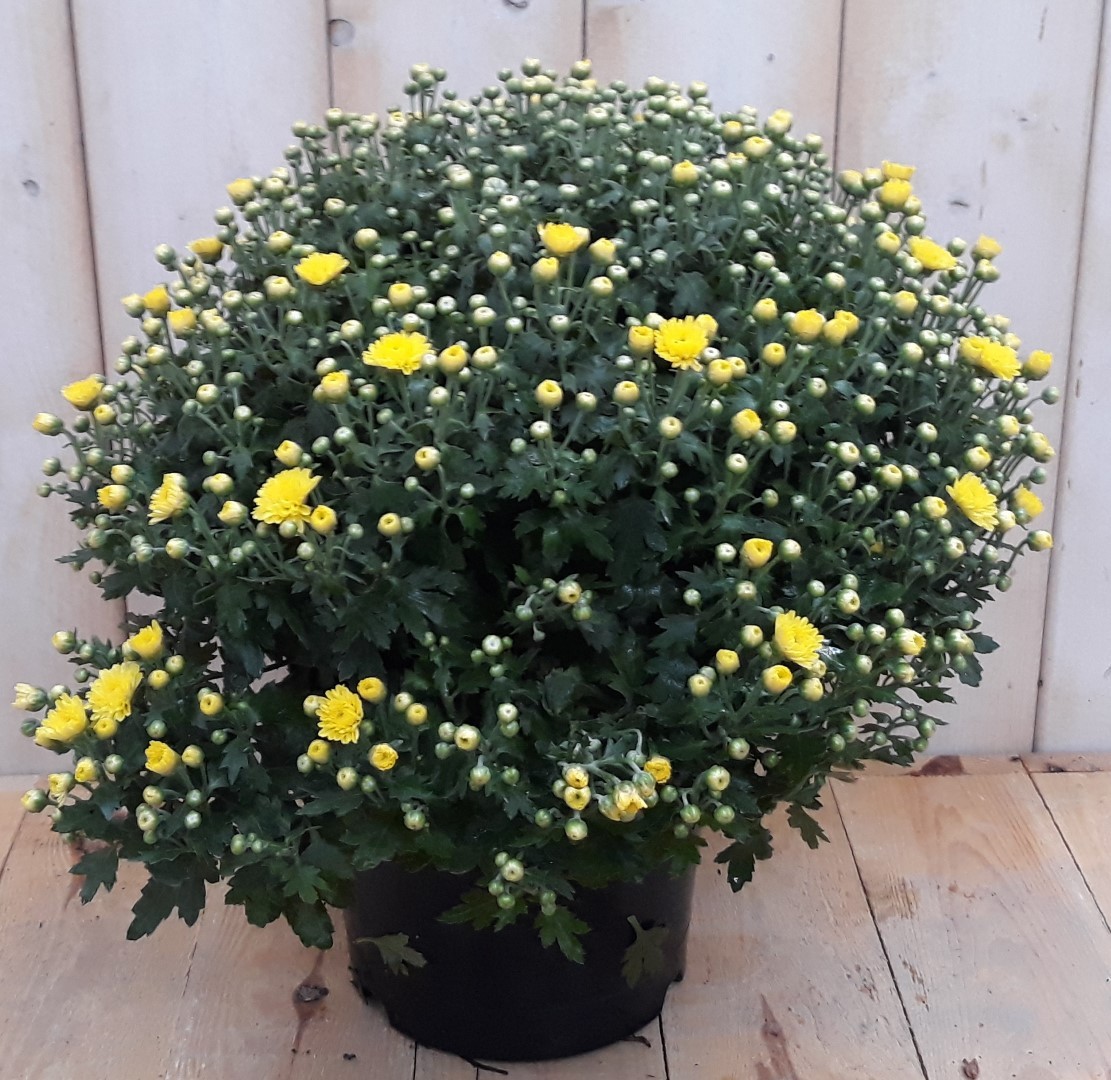 Bol Chrystant geel - 