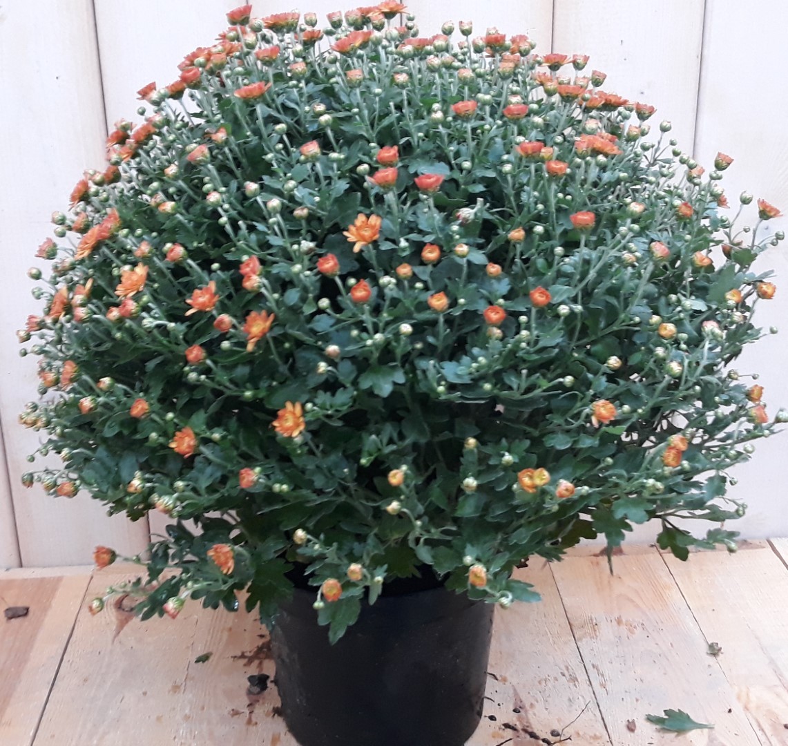 Bol Chrystant koper - 