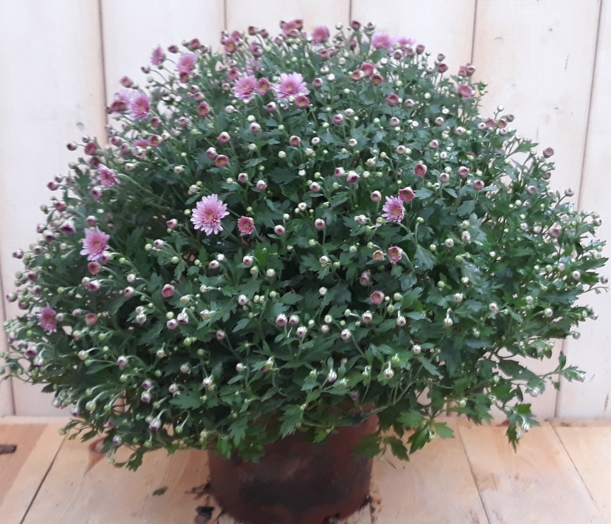 Bol Chrystant roze - 