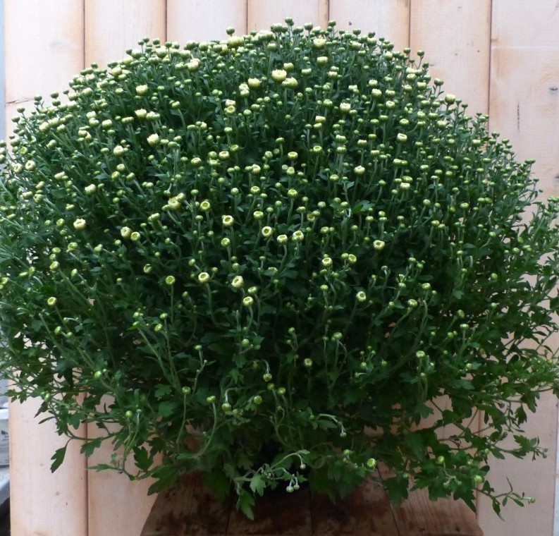 Warentuin natuurlijk Bol Chrysant Wit GROOT - 