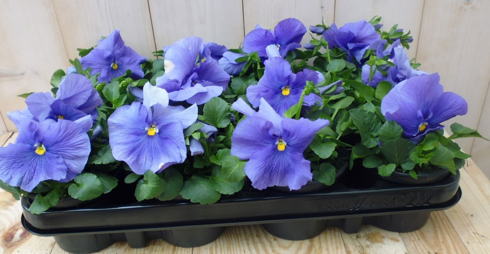 Warentuin natuurlijk Violen Lichtblauw 12 stuks - 