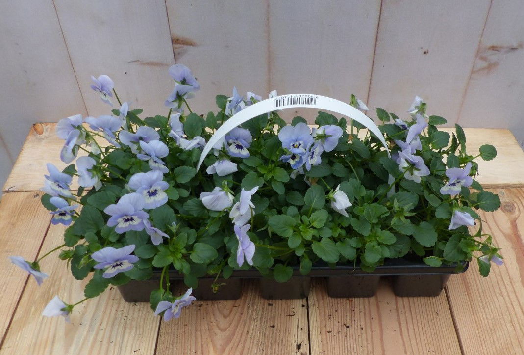 Bosviolen blauw 6 stuks - 