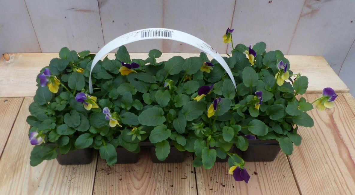 Bosviolen geel/paars 6 stuks - 