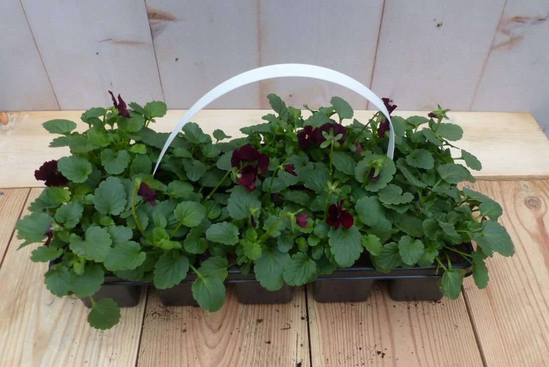 Bosviolen paars 6 stuks - 