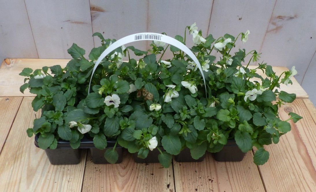 Bosviolen wit 6 stuks - 
