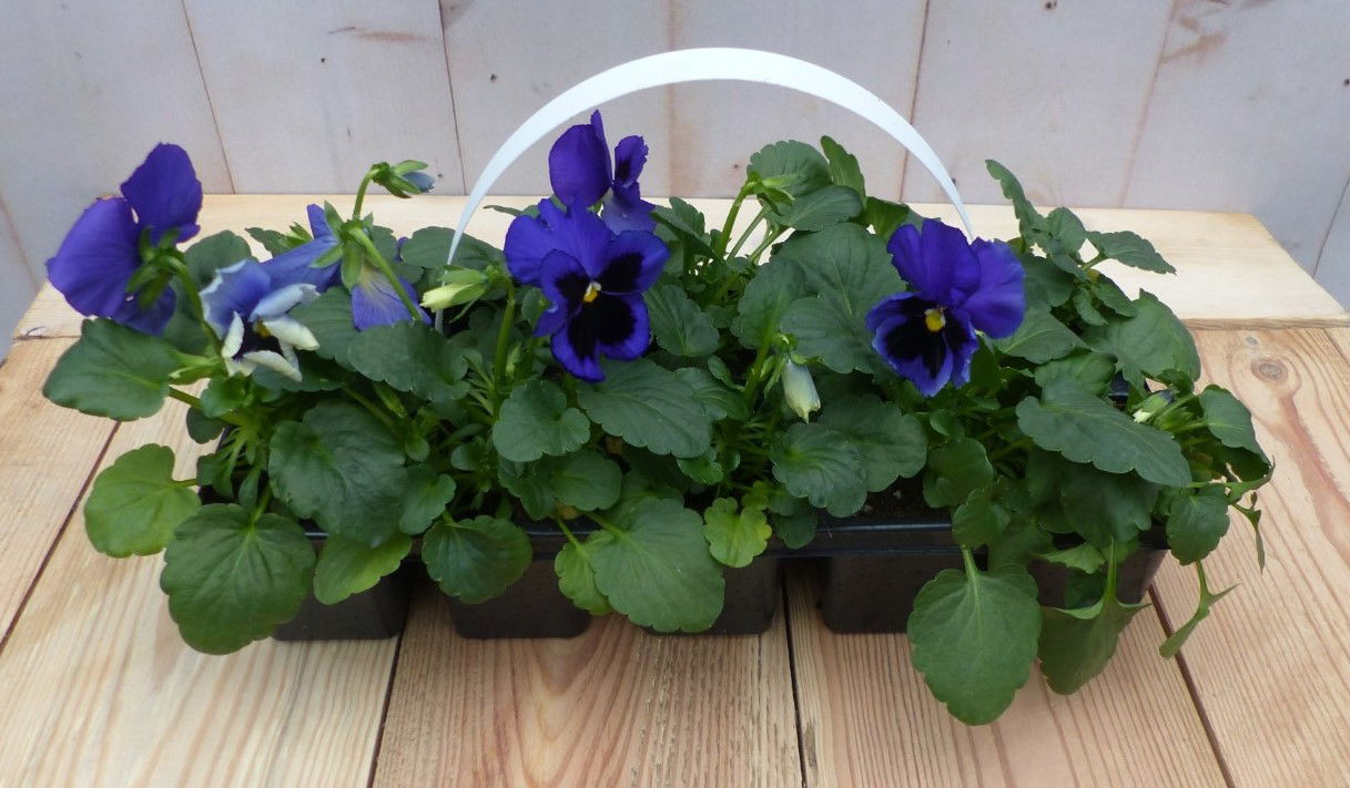 Grootbollige violen blauw 6 stuks - 