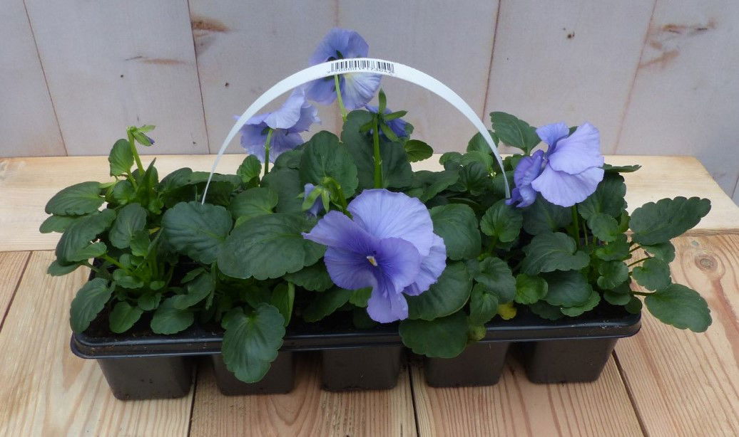 Grootbollige violen lichtblauw 6 stuks - 