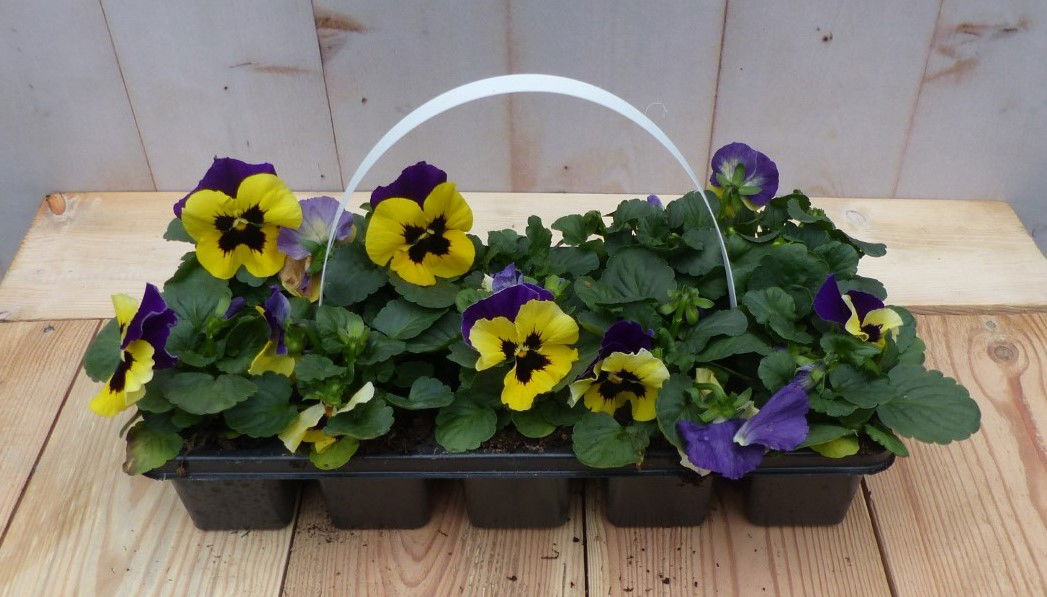 Warentuin natuurlijk Grootbollige violen geel/paars 6 stuks - 