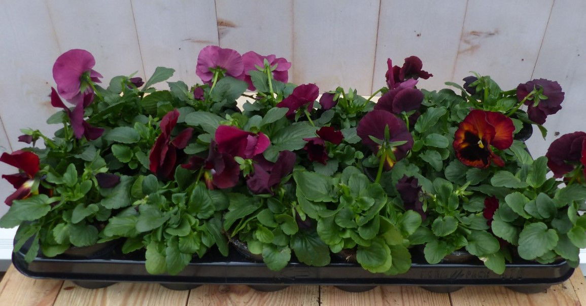 Warentuin natuurlijk Grootbollige violen paars 18 stuks - 