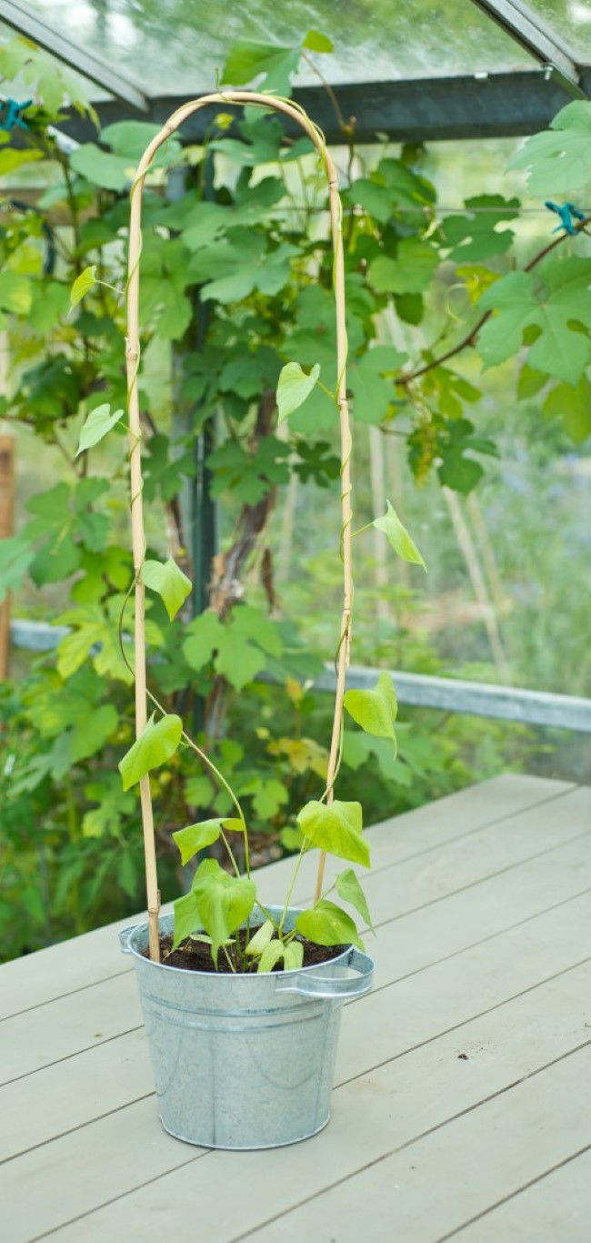 Nature Bamboestok gebogenl H150cm dia. 14-16mm set a 3 stuks - 