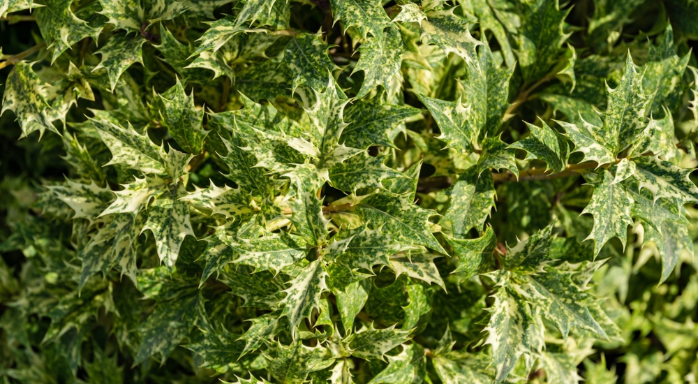 Tuinplant.nl Schijnhulst