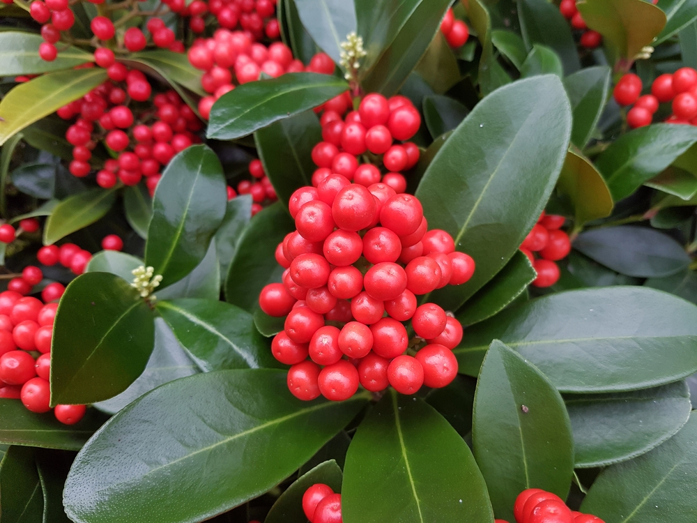 Tuinplant.nl Skimmia