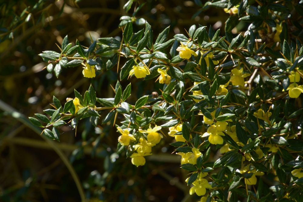 Tuinplant.nl Zuurbes