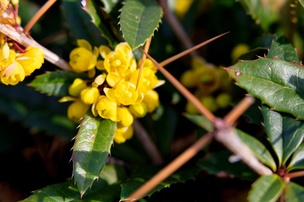 Tuinplant.nl Zuurbes