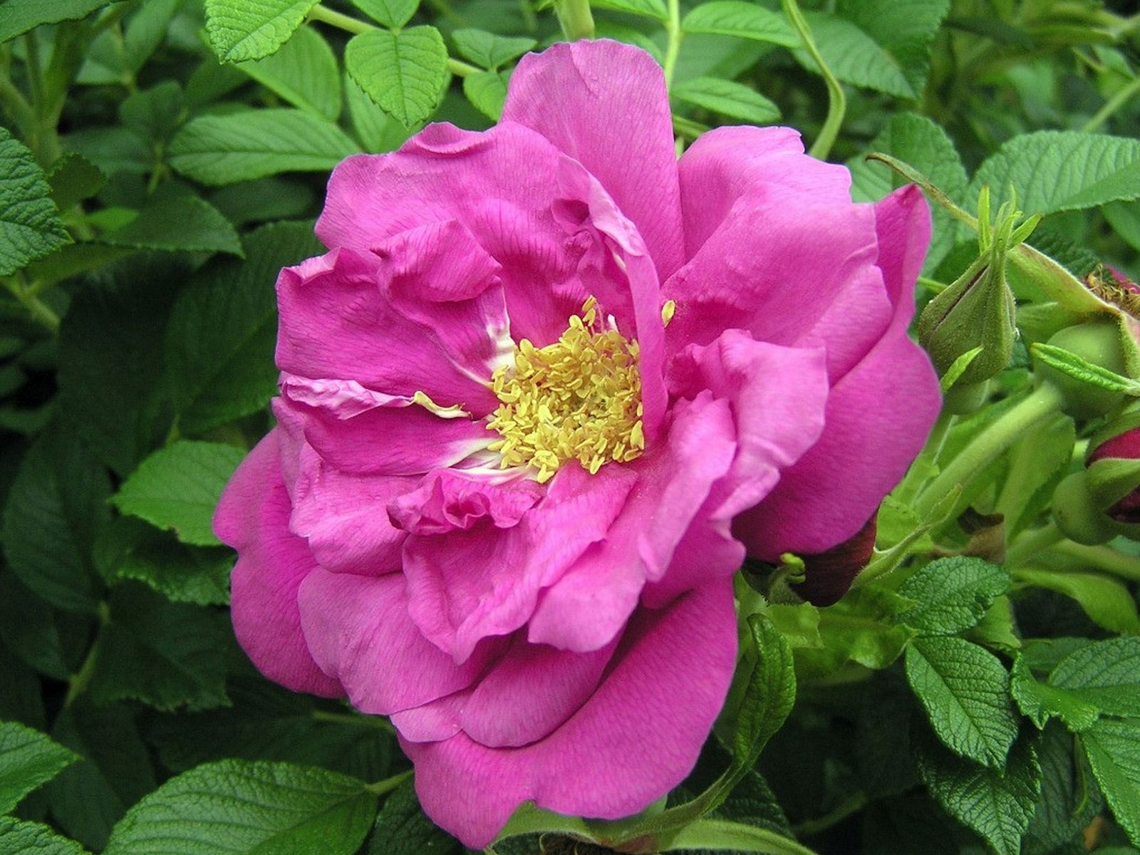 Tuinplant.nl Bottelroos