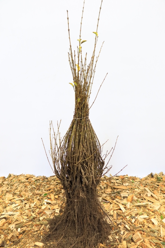 Tuinplant.nl Bonte ligusterhaag