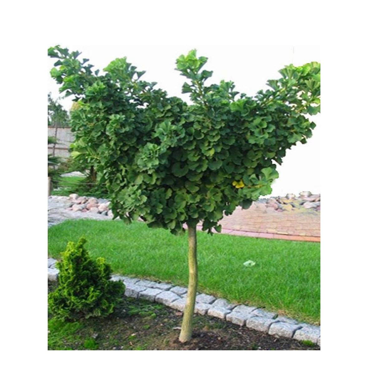 Tuinplant.nl Japanse notenboom op stam