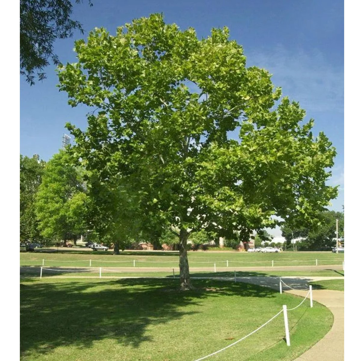 Tuinplant.nl Gewone esdoorn