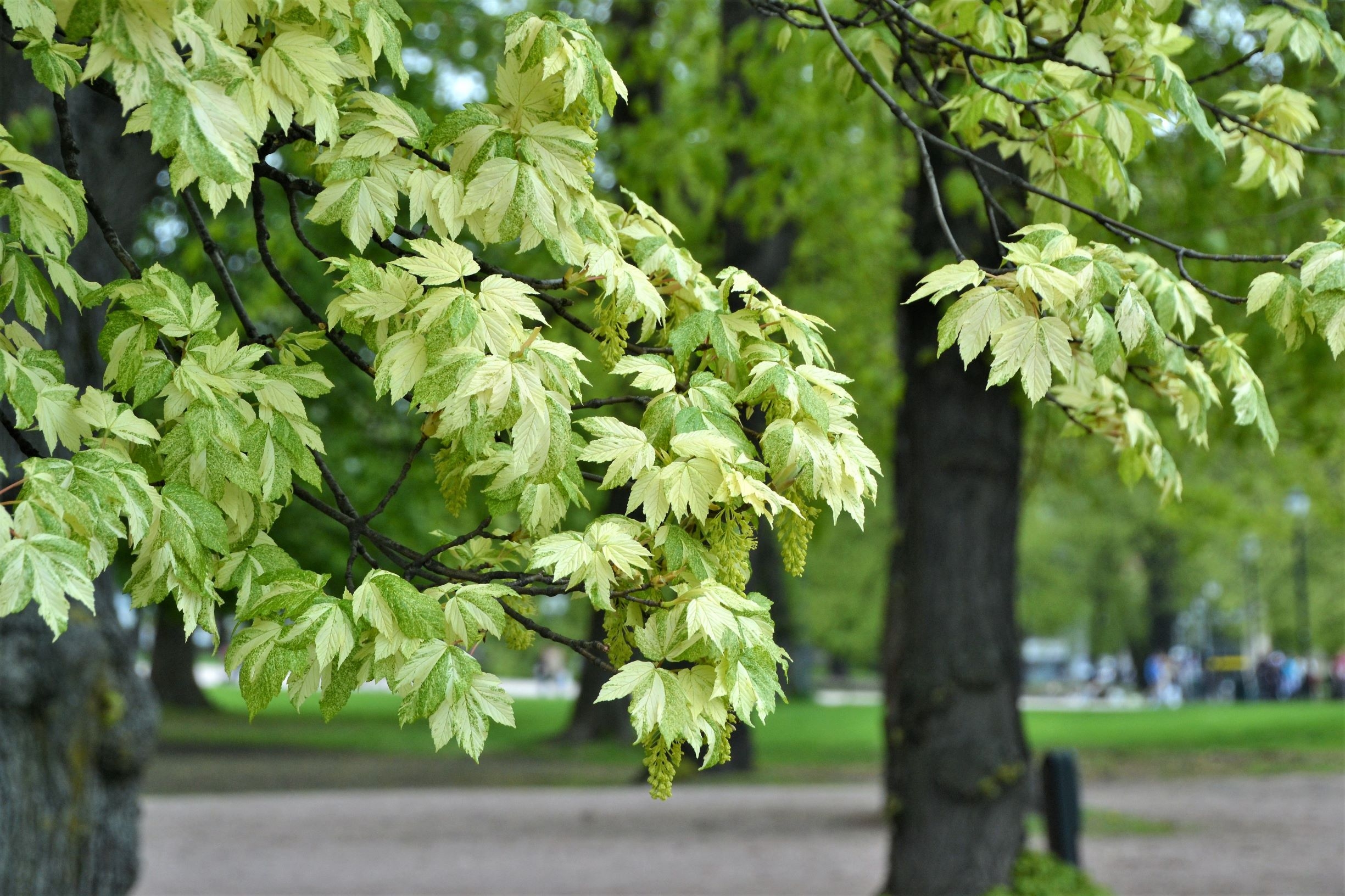 Tuinplant.nl Bontbladige esdoorn
