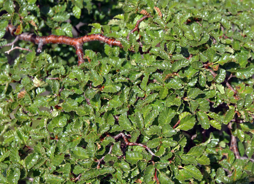 Tuinplant.nl Schijnbeuk