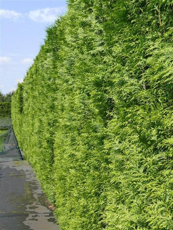 Tuinplant.nl Coniferenhaag