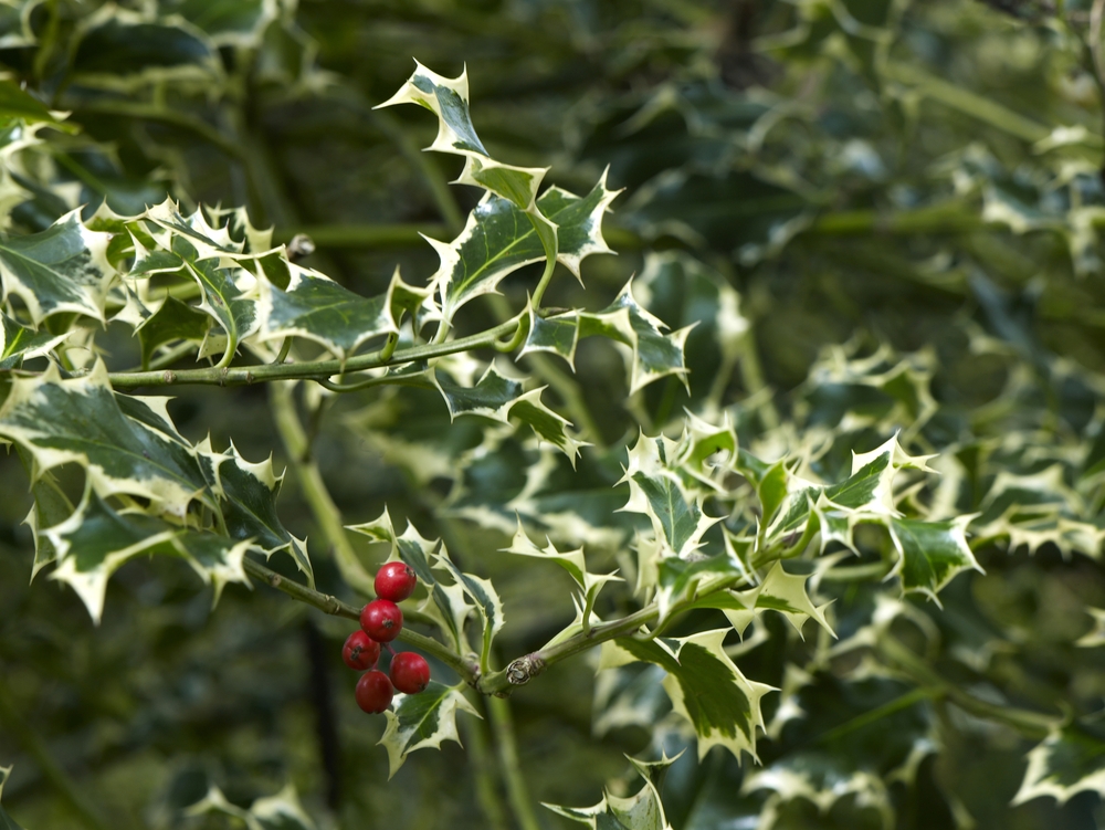 Tuinplant.nl Bonte Hulst