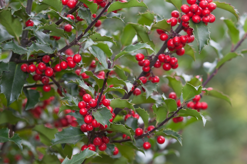 Tuinplant.nl Hulst Piramidevormig