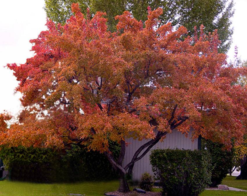 Tuinplant.nl Chinese esdoorn