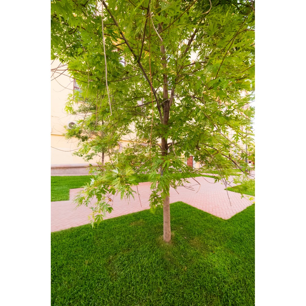 Tuinplant.nl Zilveresdoorn