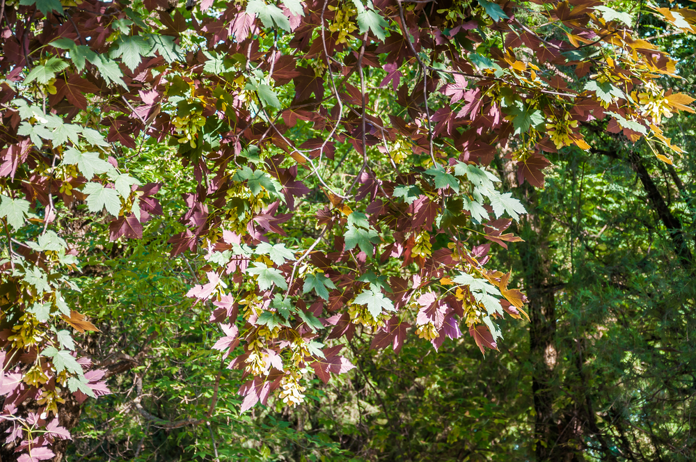 Tuinplant.nl Gewone esdoorn