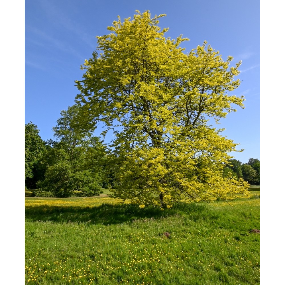 Tuinplant.nl Gele Christusdoorn