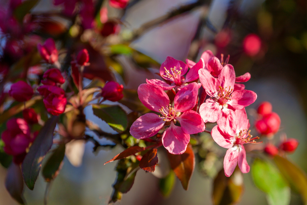 Tuinplant.nl Sierappel