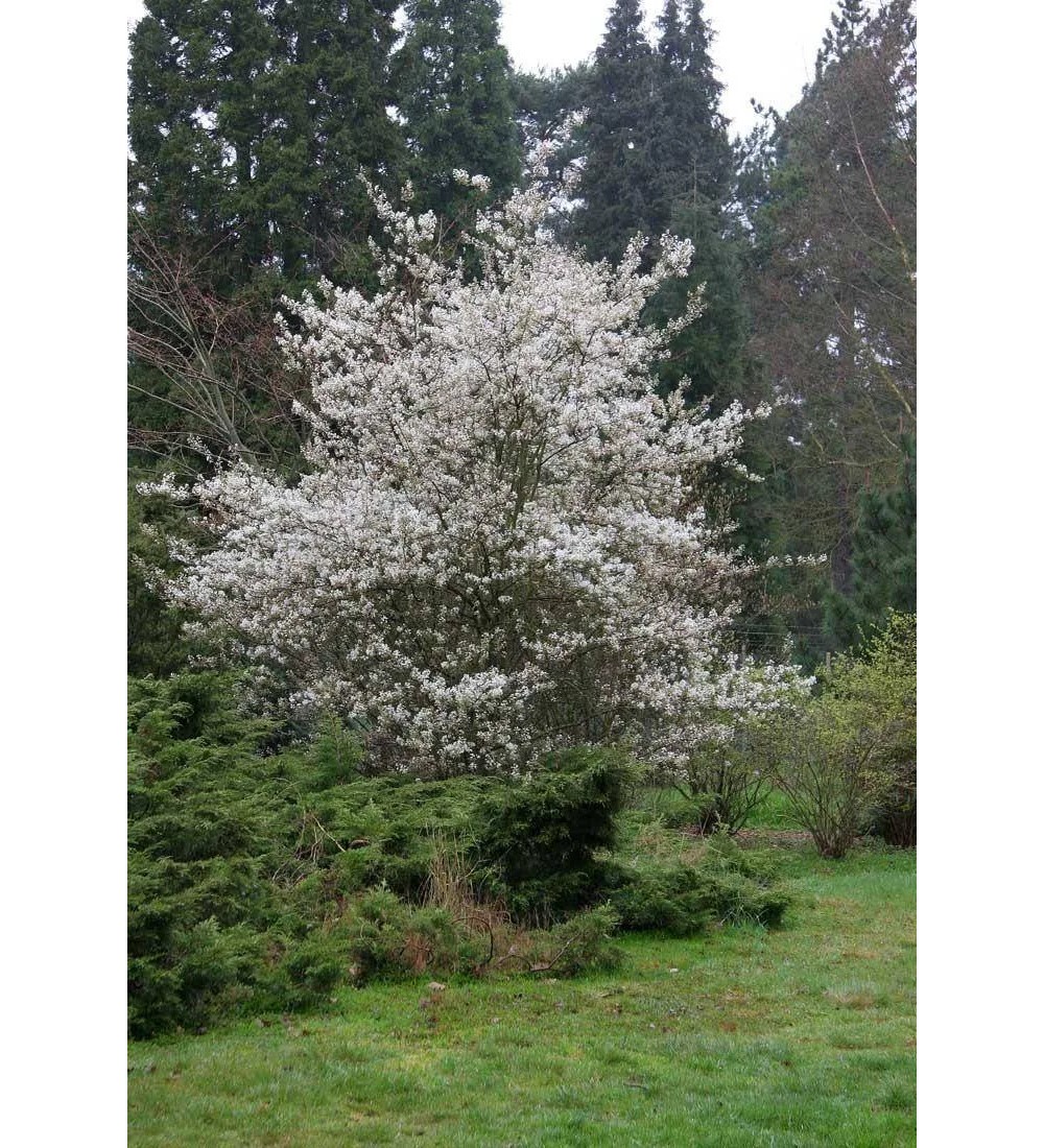 Tuinplant.nl Krentenboompje