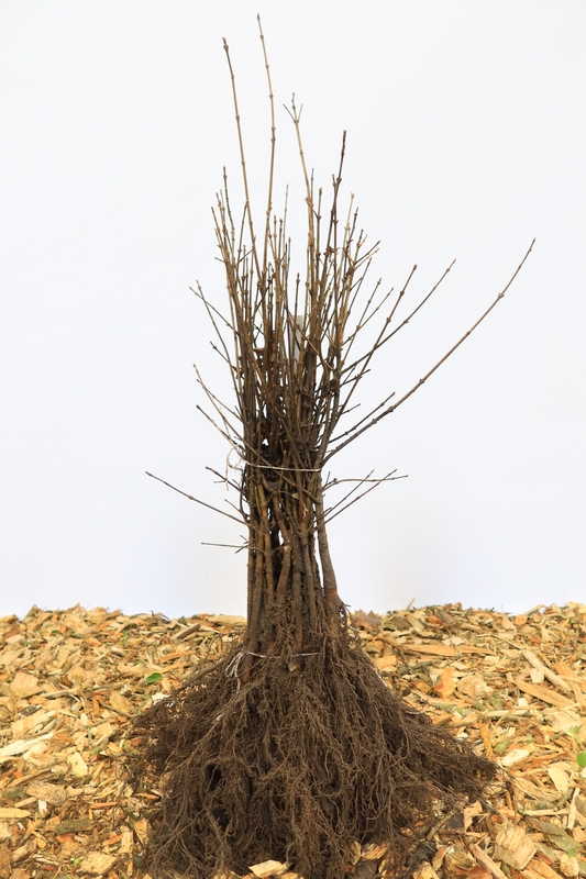 Tuinplant.nl Haag veldesdoorn