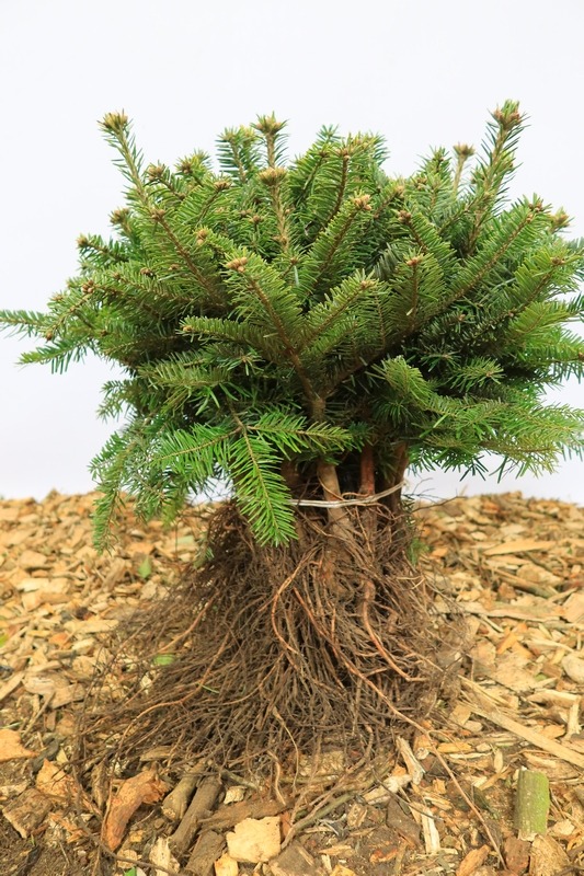 Tuinplant.nl Nordman spar