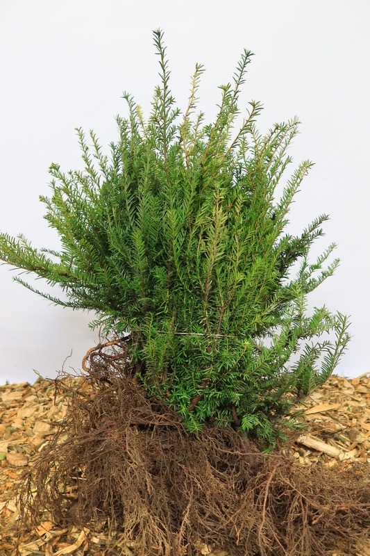 Tuinplant.nl Taxushaag