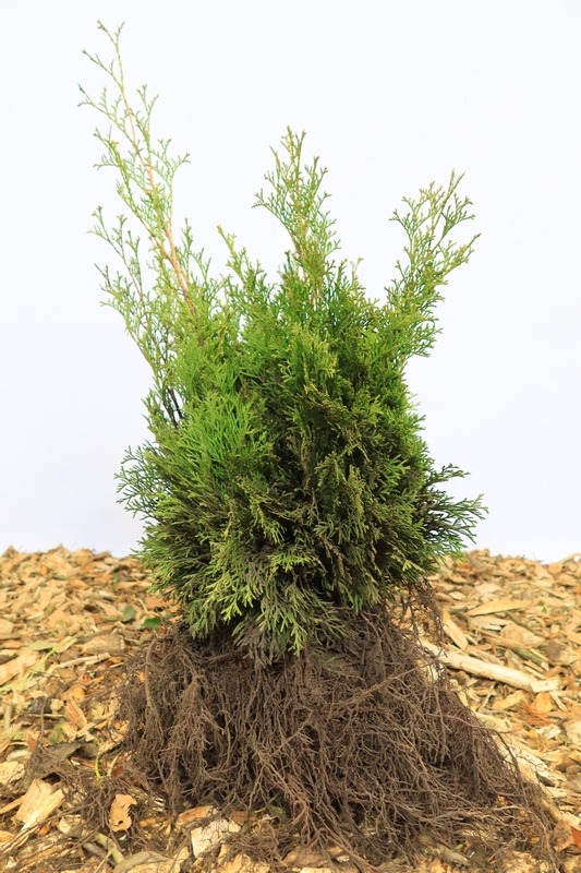 Tuinplant.nl Smalle coniferenhaag