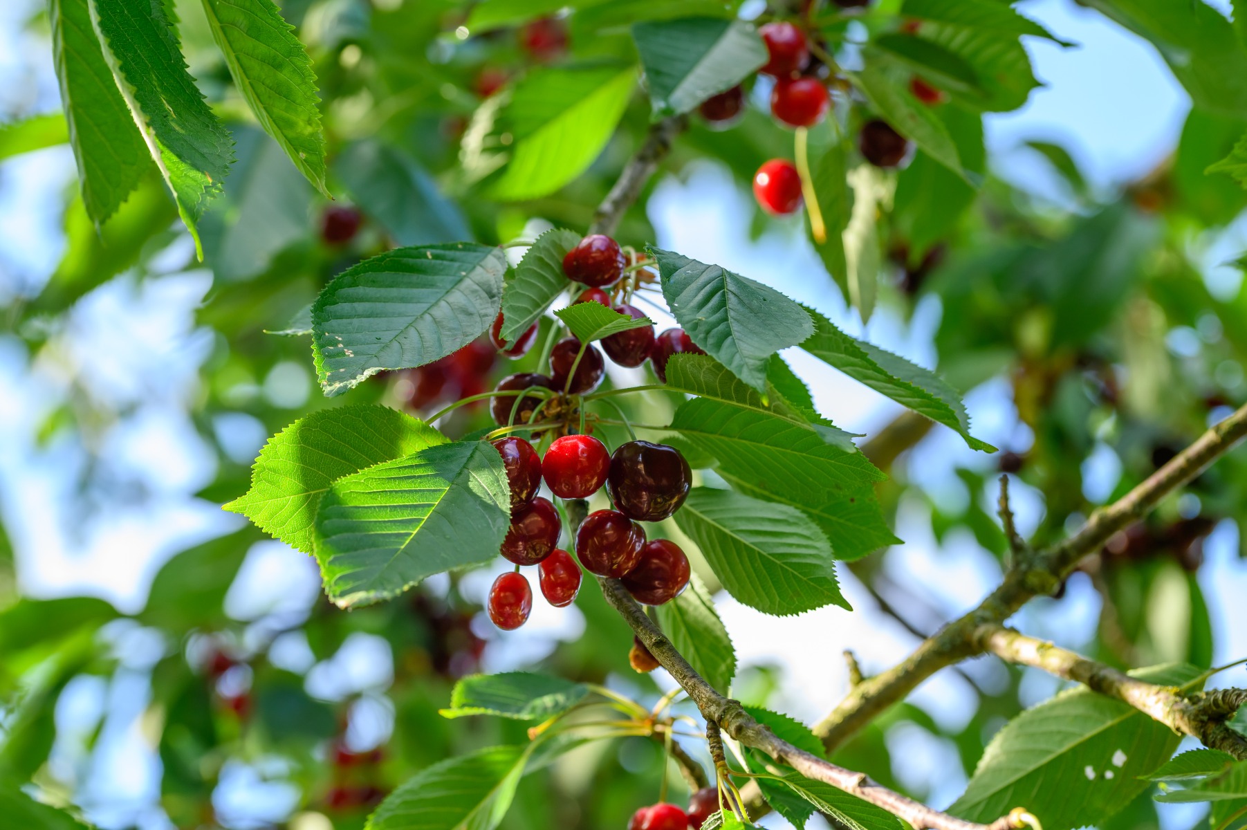 Tuinplant.nl Boskriek