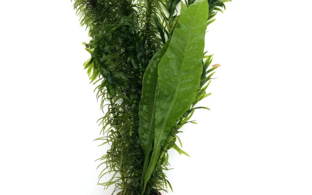 Moerings Viskombosje &VerticalLine; In Bosje