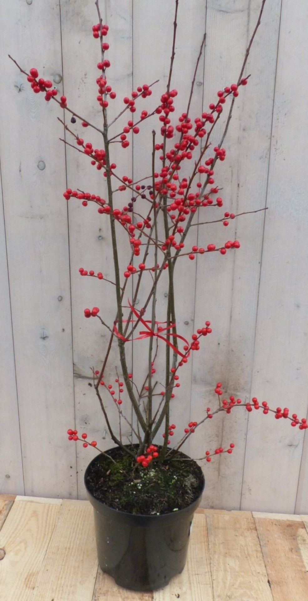 Warentuin natuurlijk Ilex Verticillata hulst rood  - 