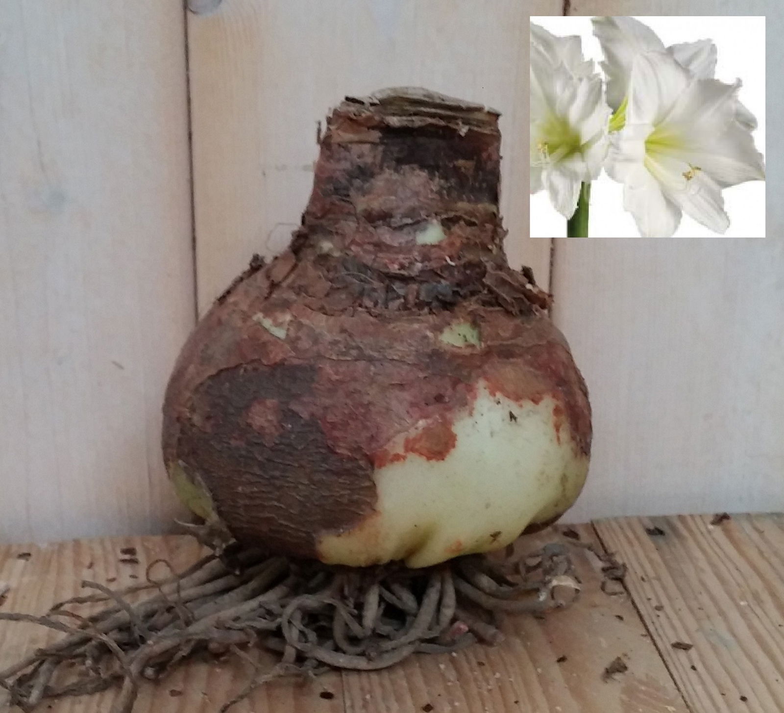 Warentuin natuurlijk Amaryllis bol Jumbo Wit  - 