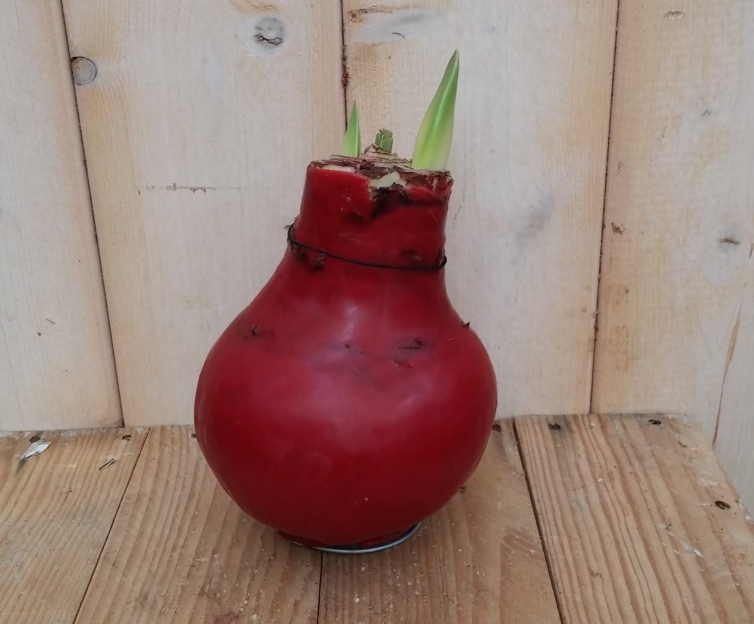 Warentuin natuurlijk Amaryllisbol rood in wax  - 