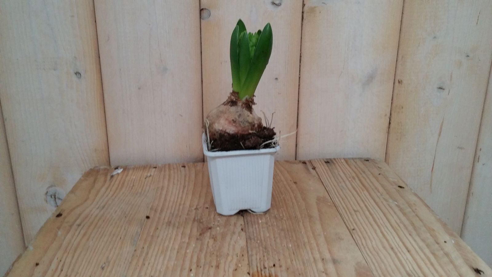 Warentuin natuurlijk 5 stuks! Bolletjes Hyacint wit in klein potje Voorjaarsbollen  - 