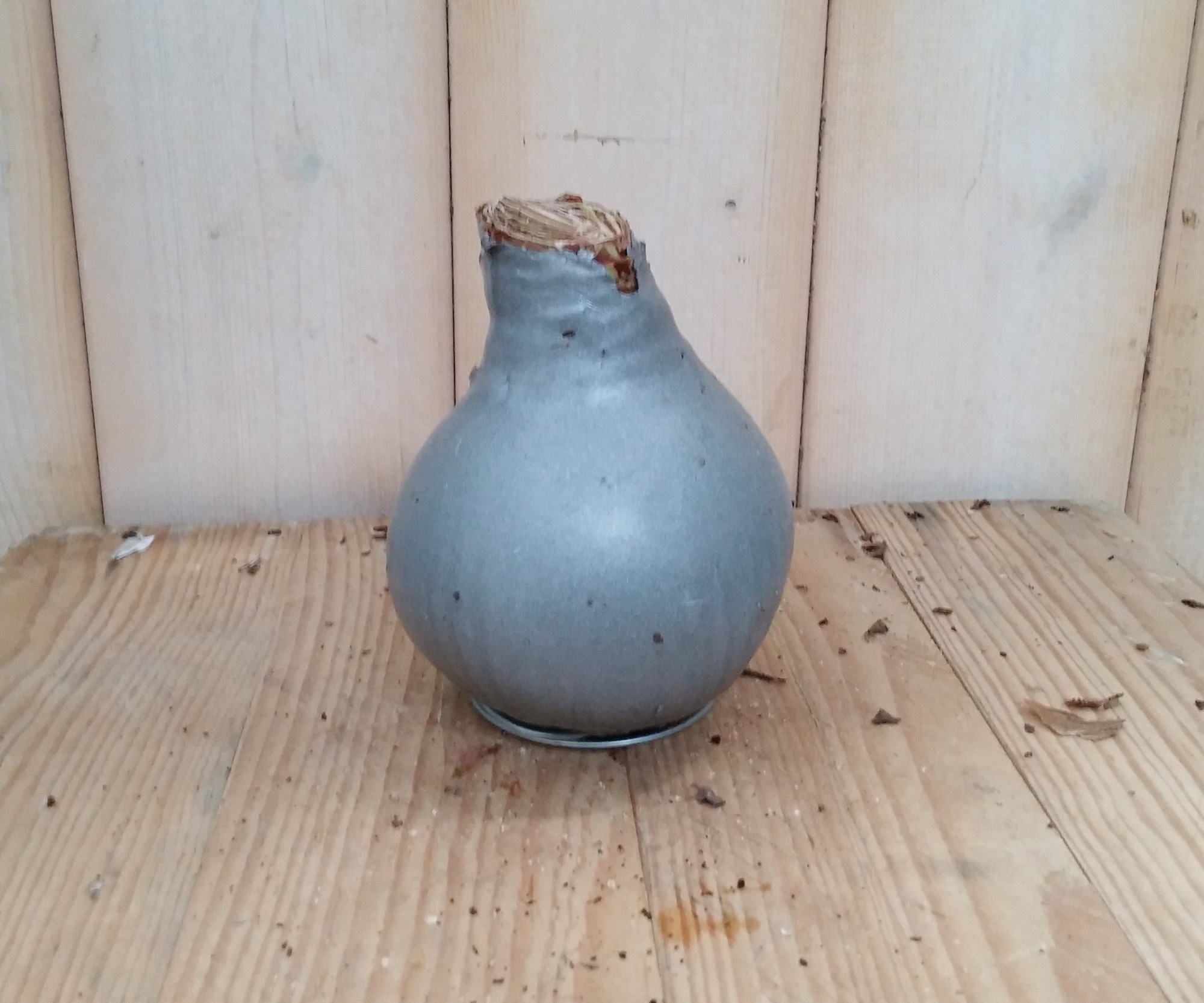 Warentuin natuurlijk Amaryllisbol zilver in wax  - 