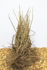 Tuinplant.nl Bottelroos