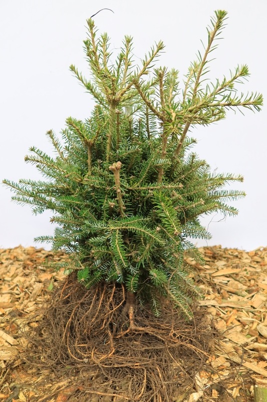 Tuinplant.nl Koreaanse zilverspar