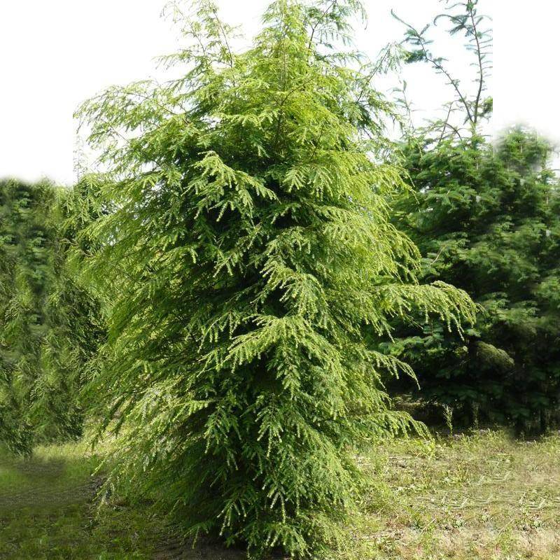 Tuinplant.nl Hemlock